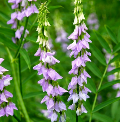 Glycyrrhiza uralensis-rotextrakt